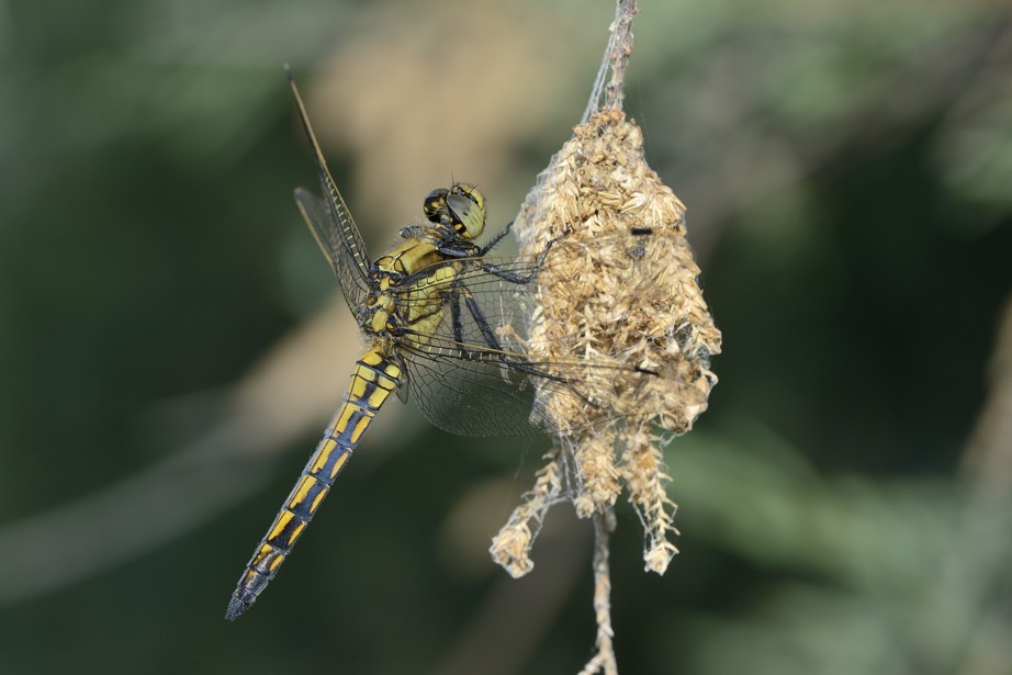 Orthetrum cancellatum femmina